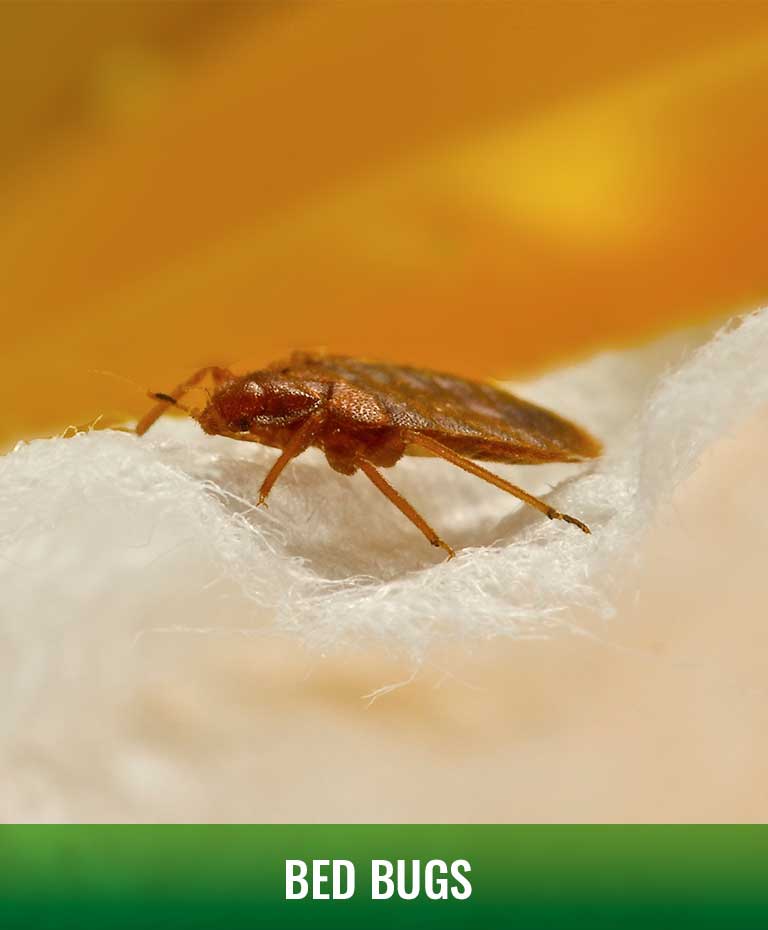 bed bug removal Green Piper Pest Control Grande Prairie