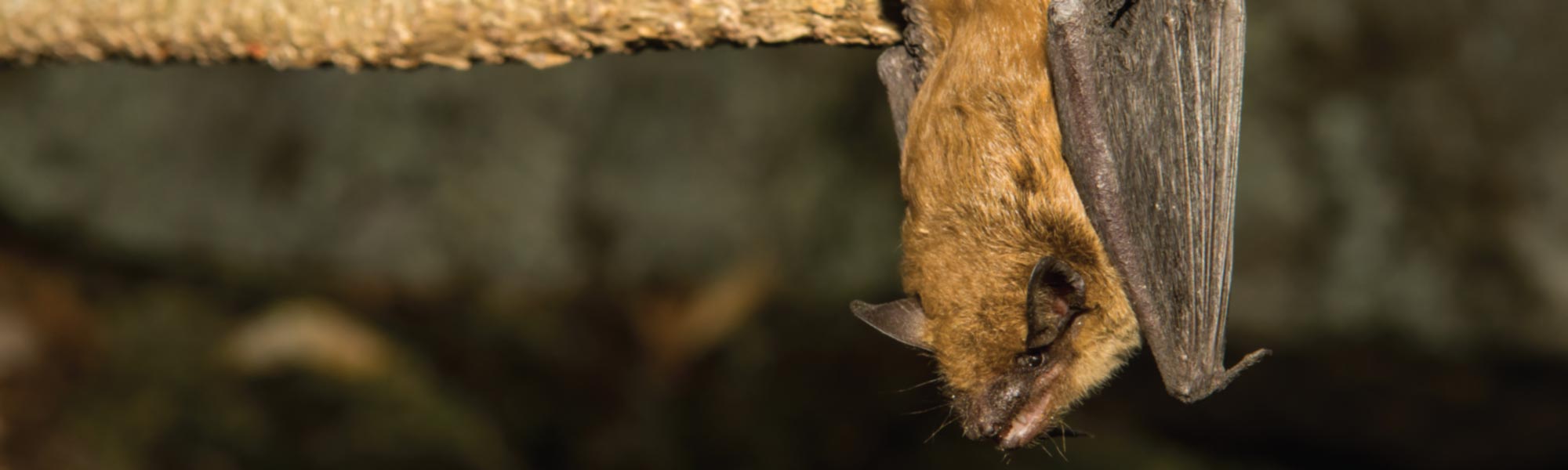 Bats Green Piper Pest Control Grande Prairie