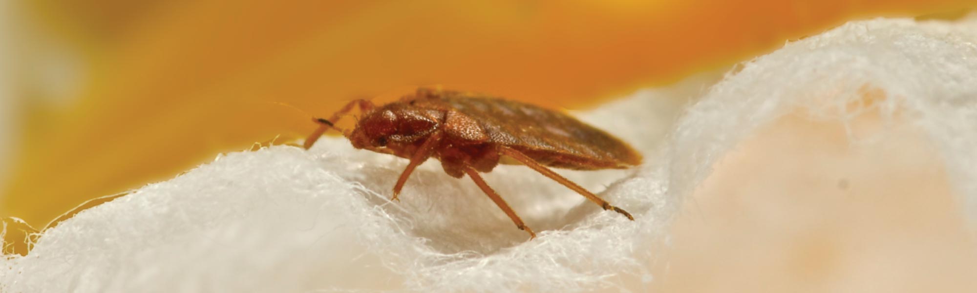 Bed Bugs Green Piper Pest Control Grande Prairie