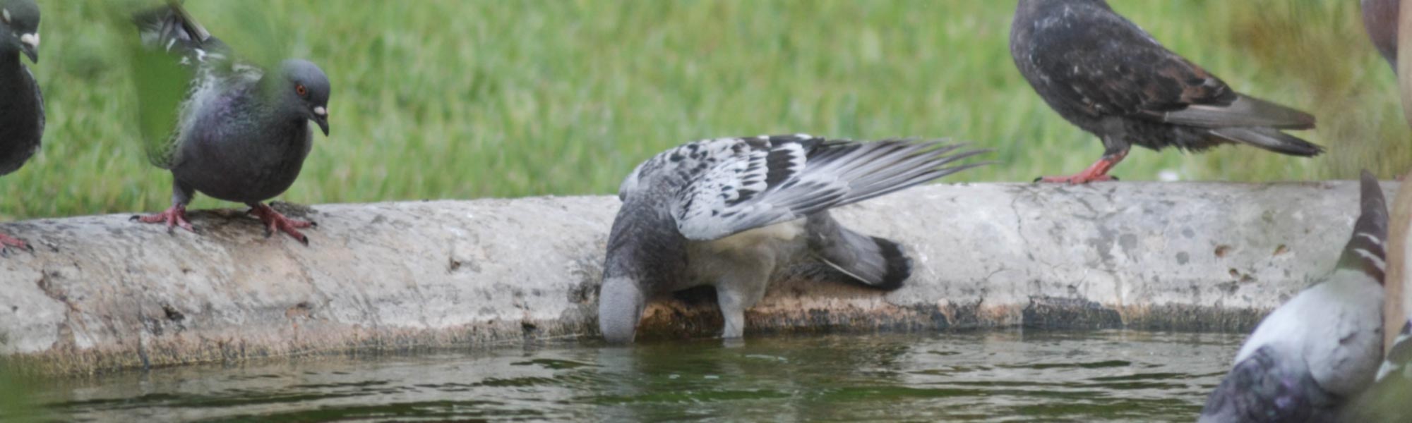 Pigeons Green Piper Pest Control Grande Prairie