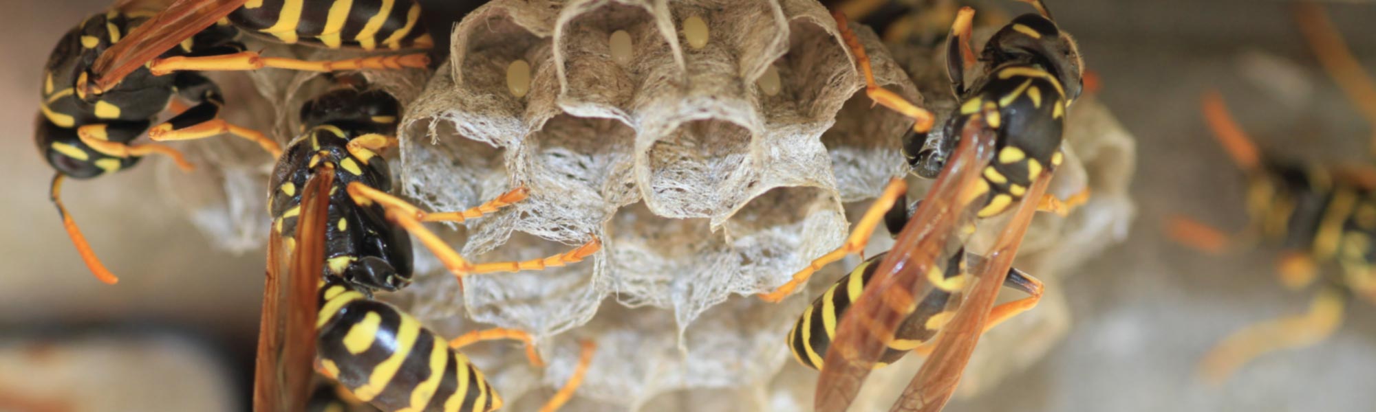 Wasps Green Piper Pest Control Grande Prairie